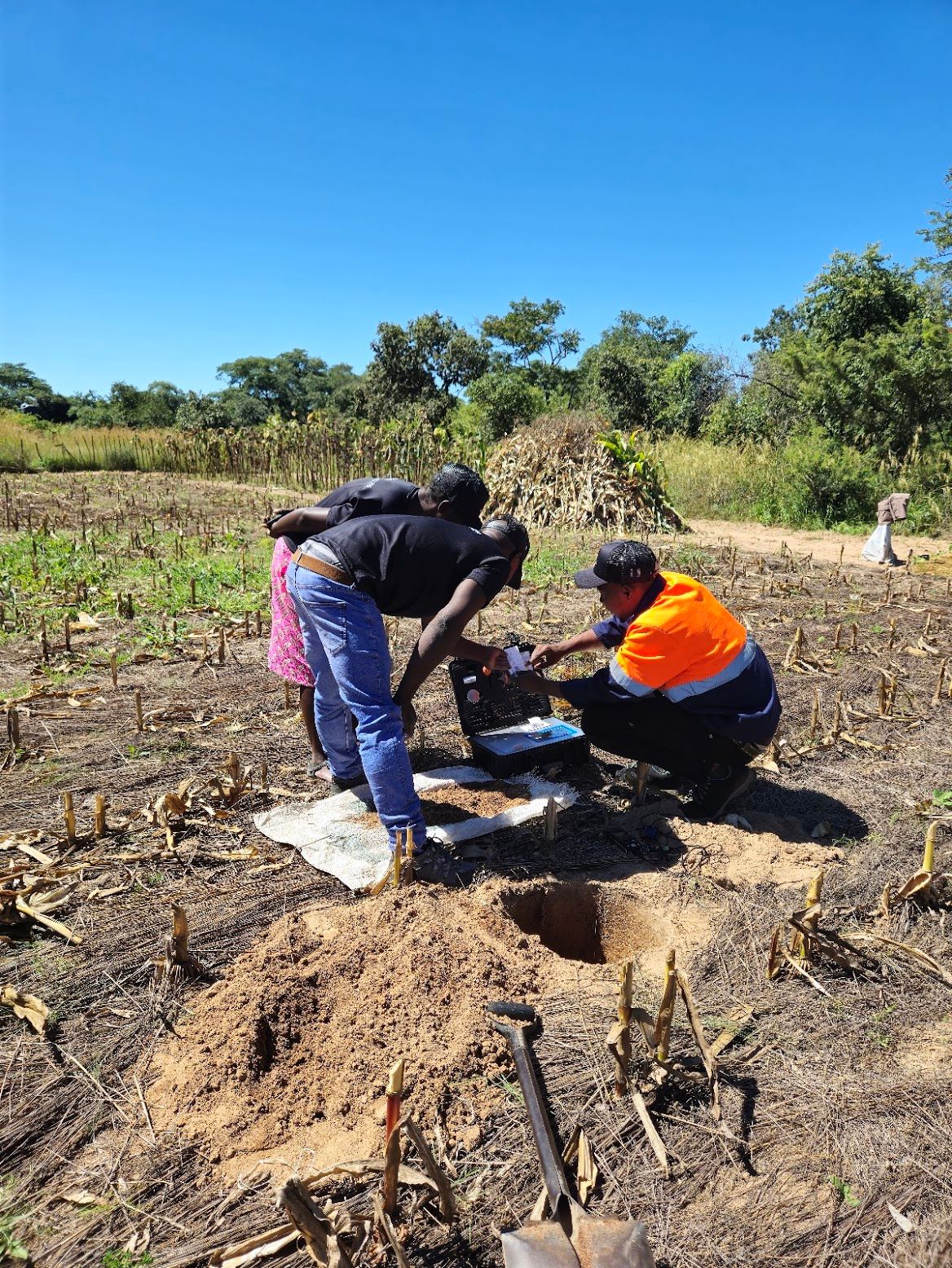 Mbeu Dzinoshingairwa
